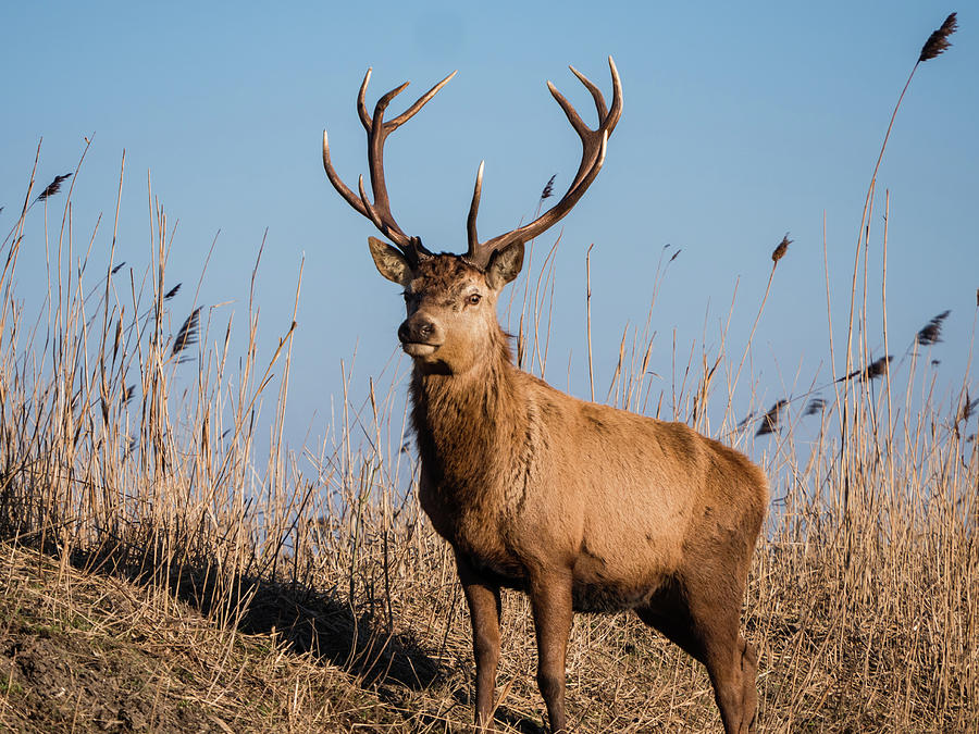 Red deer stag stares at the camera #1 Photograph by Tosca Weijers