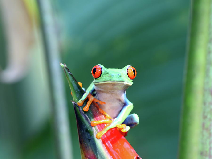 Red eye tree frog59 Photograph by Alex Nikitsin - Fine Art America