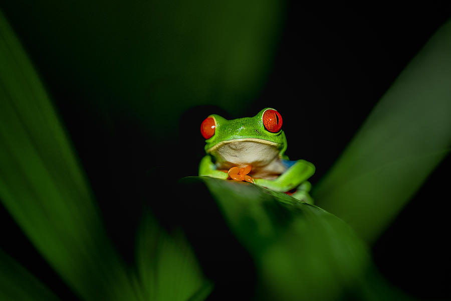 Nature Photograph - Red-eye Tree Frog #1 by Siyu And Wei Photography