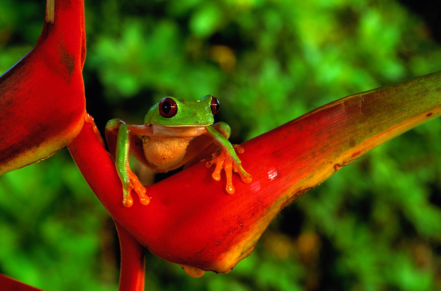 Red-eyed Tree Frog Agalychnis #1 Photograph by Art Wolfe