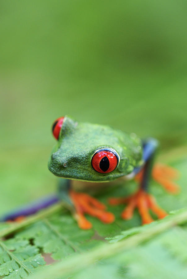 Red-eyed Tree Frog Agalychnis Callidryas #1 Photograph by Peter Lilja