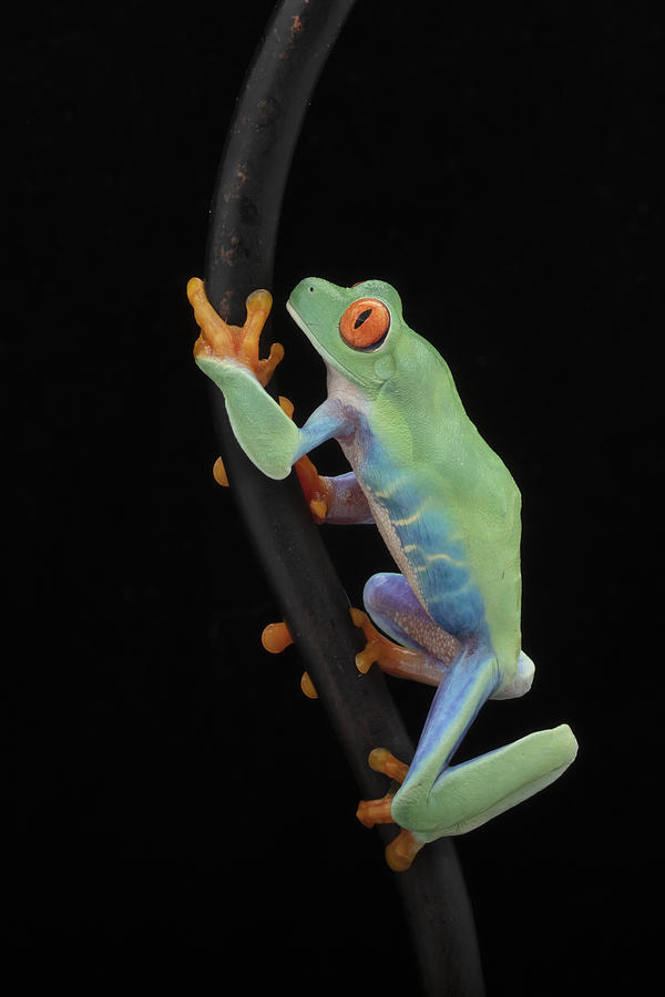 Animal Photograph - Red Eyed Tree Frog Climbing #1 by Linda D Lester