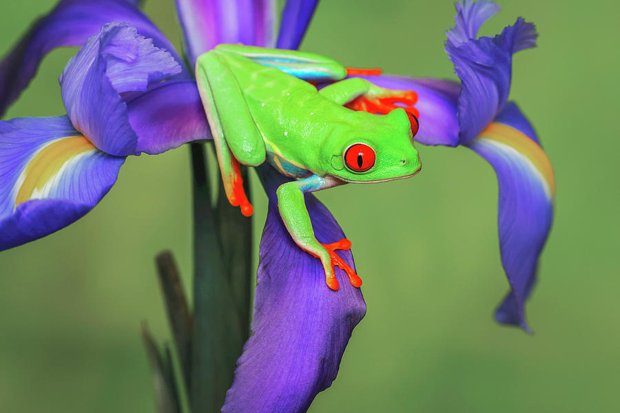 Red-eyed Tree Frog Climbing On Iris Photograph by Adam Jones - Fine Art ...