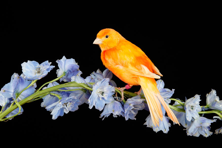 Red Factor Canary On Flower #1 Photograph by David Kenny