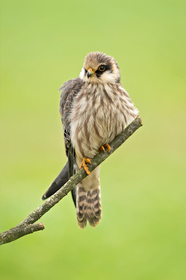 Falcon Photograph - Red-footed Falcon #1 by Milan Zygmunt
