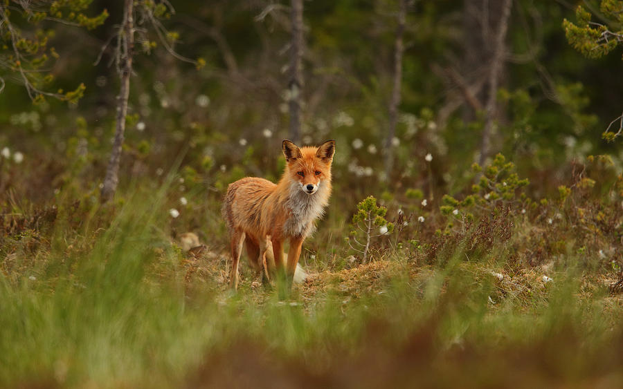 Red Fox #1 Photograph by Assaf Gavra