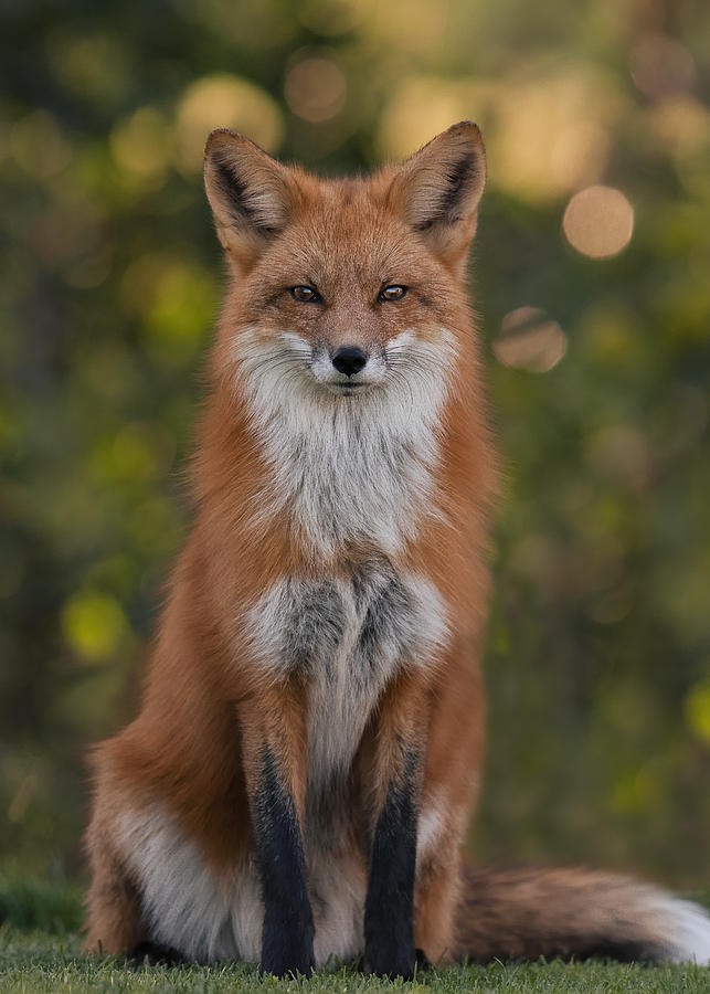 Wildlife Photograph - Red Fox #1 by Bo Wang