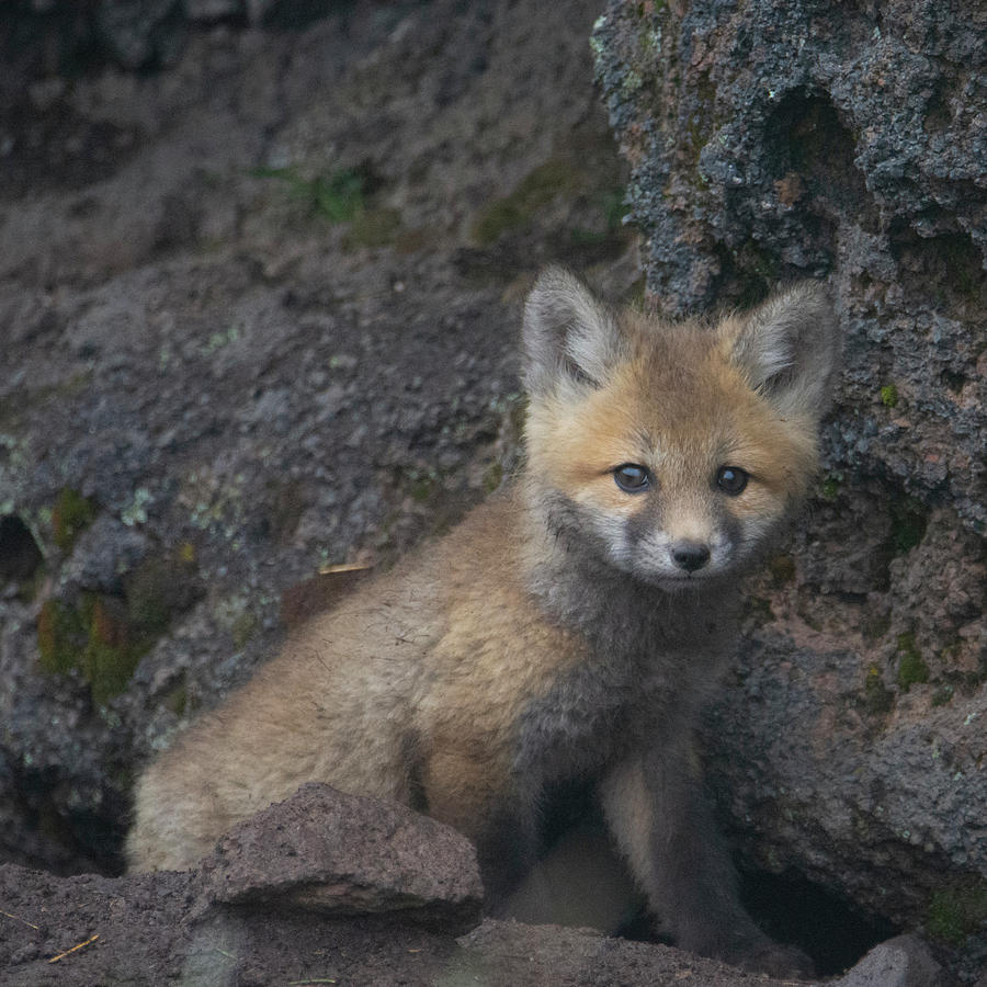 Red fox kit exploring the world #2 Photograph by Patrick Nowotny