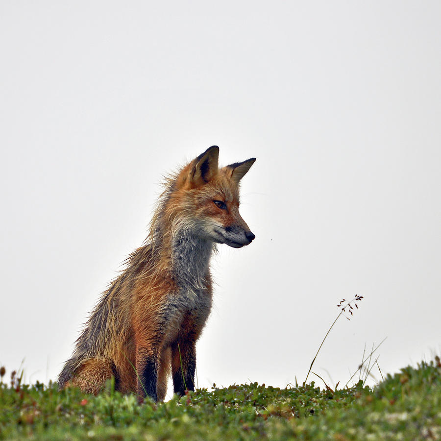 Red Fox #1 Photograph by @niladri Nath