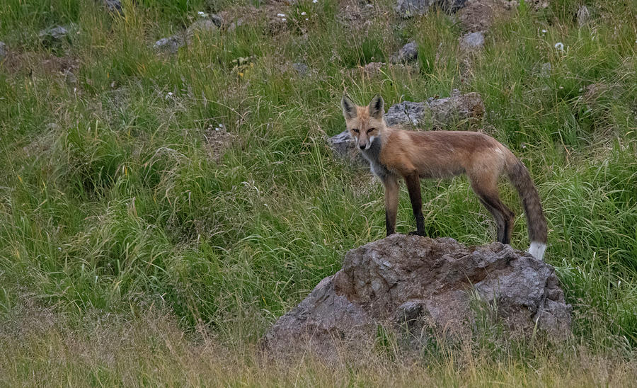 Red fox on rock #1 Photograph by Patrick Nowotny