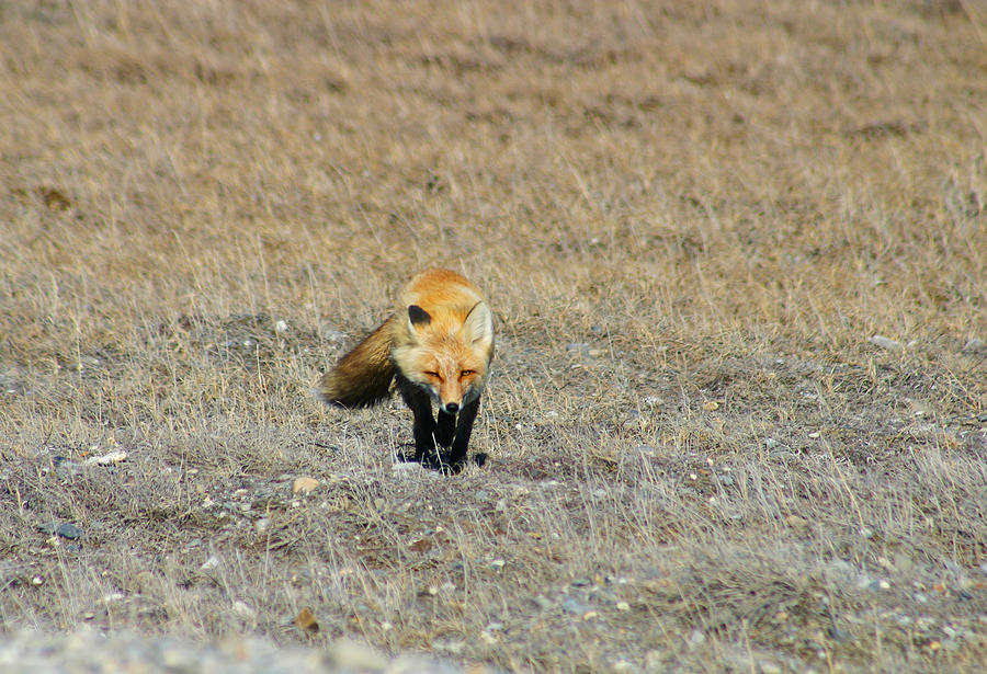 Red Fox on the Tundra #1 Photograph by Anthony Jones