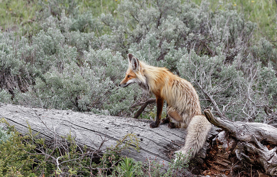 Red Fox #1 Photograph by Ronnie And Frances Howard