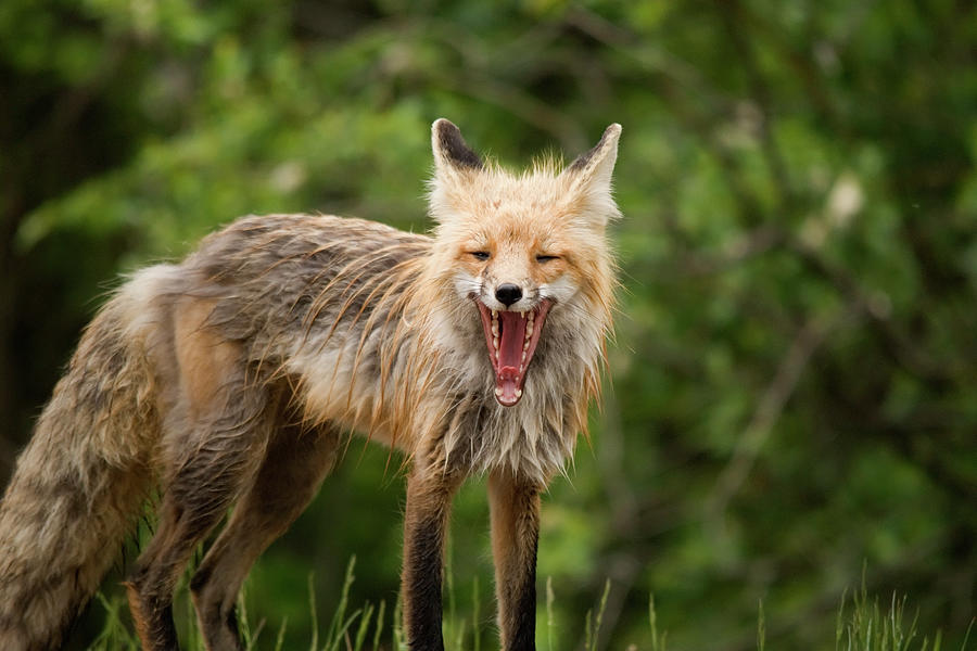 Red Fox Vulpes Vulpes In Prince Albert #1 Photograph by Philippe Widling / Design Pics