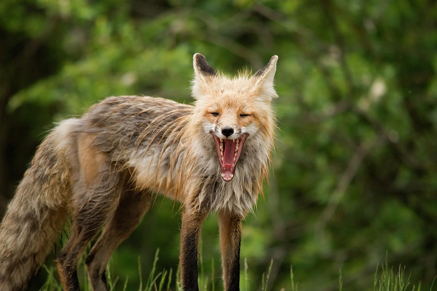 Red Fox Vulpes Vulpes In Prince Albert Photograph by Philippe Widling / Design Pics Red Fox Vulpes Vulpes In Prince Albert Photograph by Philippe Widling / Design Pics