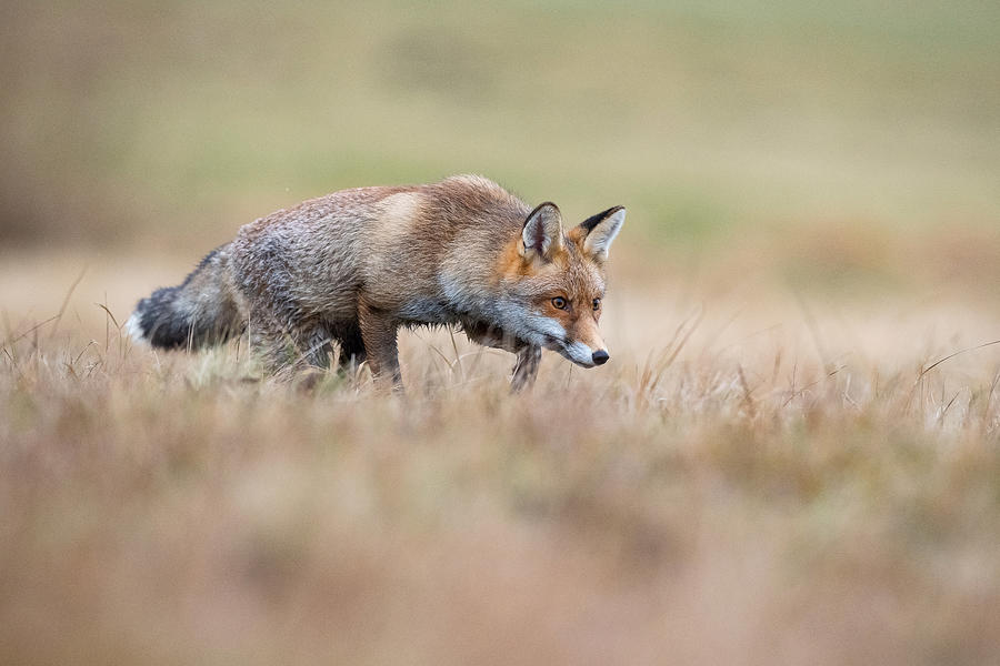 Tree Photograph - Red Fox, Vulpes Vulpes #1 by Petr Simon