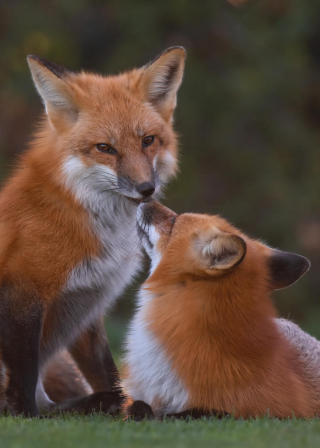 Wildlife Photograph - Red Foxes #1 by Bo Wang