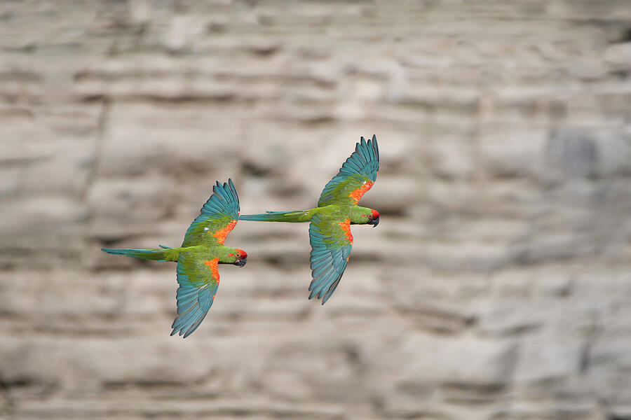 Red-fronted Macaw Two In Flight, Red-fronted Macaw #1 Photograph by Bernard Castelein / Naturepl.com Red-fronted Macaw Two In Flight, Red-fronted Macaw #1 Photograph by Bernard Castelein / Naturepl.com