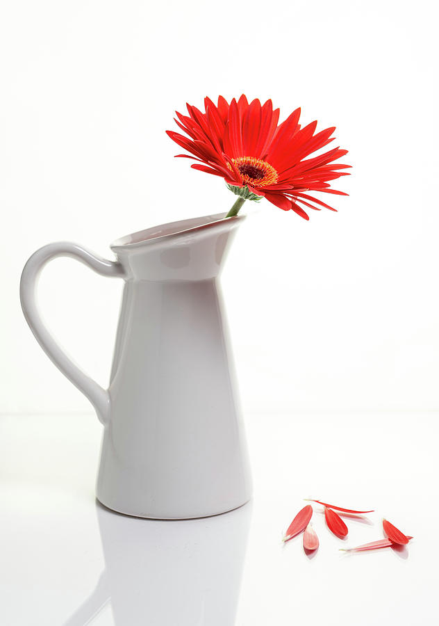 Red Gazania flower on a white stylish vase. Creative Still life  Photograph by Michalakis Ppalis