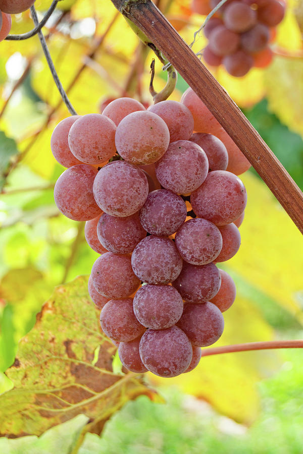 Grapes, Red Seedless Grapes, sold in 2 pound bunches – Russo's