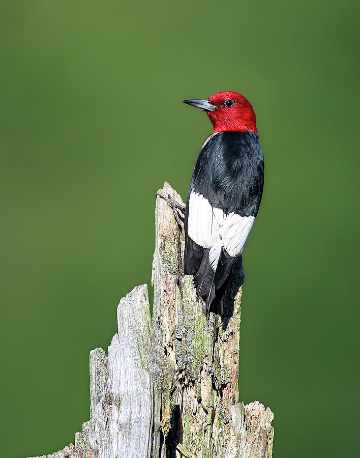 Red Headed Woodpecker #1 Photograph by Daniel Behm