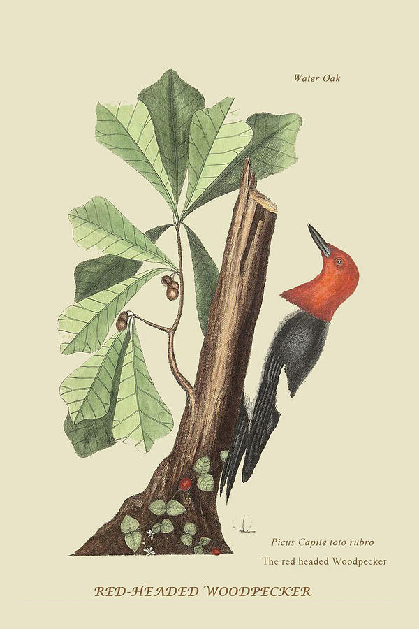 Nature Painting - Red Headed Woodpecker #1 by Mark Catesby