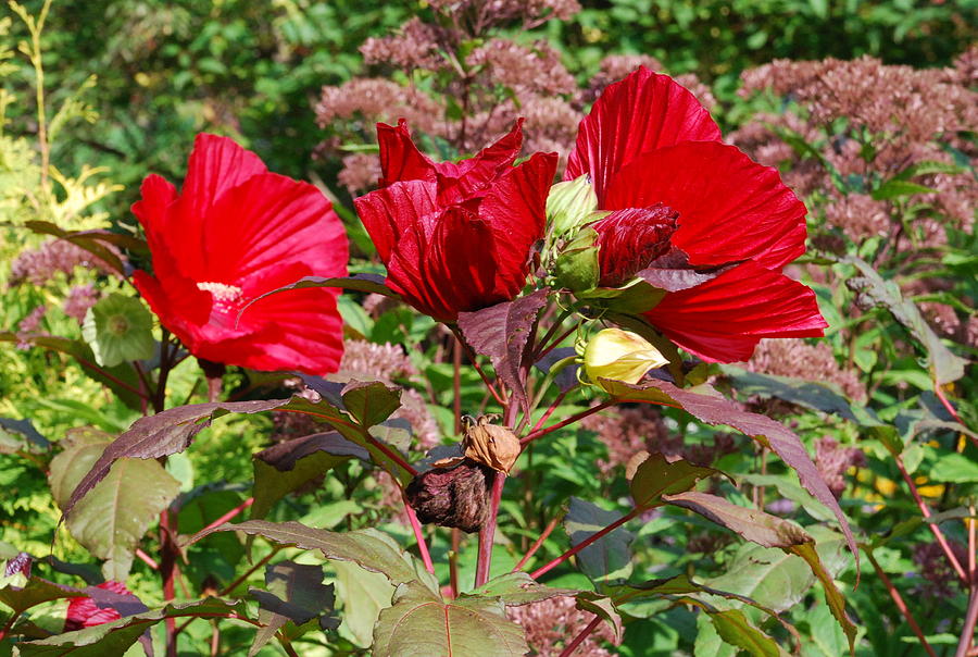 Red Hibiscus #1 Photograph by Ee Photography