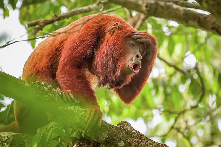 Red Howler Monkey La Palmita Casanare Colombia #1 Photograph by Adam Rainoff