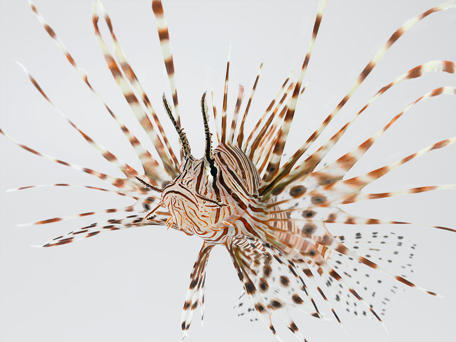 Red Lionfish Pterois Volitans #1 Photograph by Don Farrall
