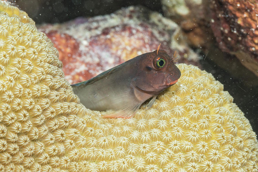 Red Lipped Blenny 2 Photograph by Robert Wrenn - Fine Art America