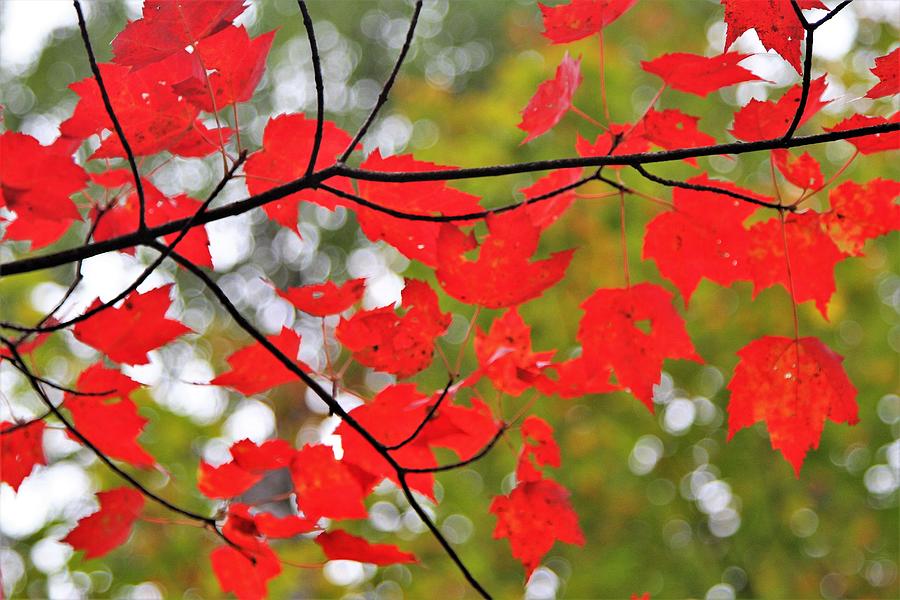 Red Maple Leaf Branch Photograph By Nadine Mot Mitchell