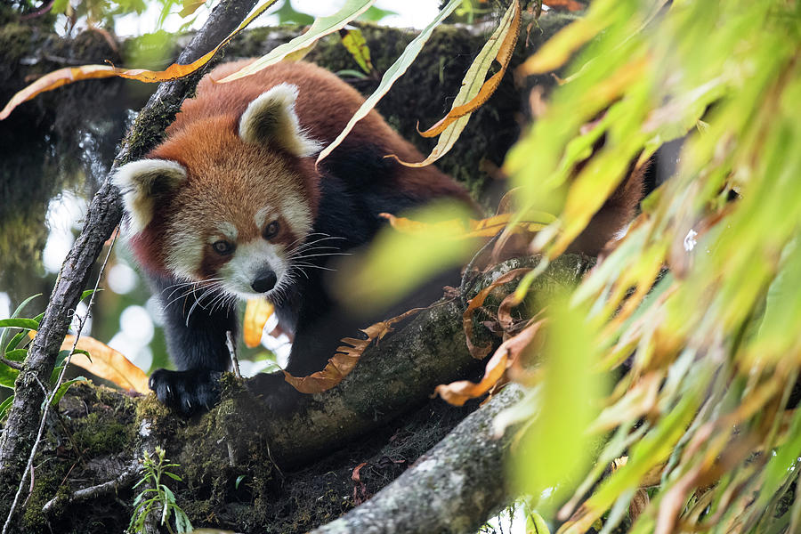 Red Panda In Cloud Forest Habitat, West Bengal, India Photograph by Ben ...