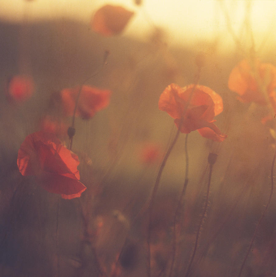 Red Poppies #1 Photograph by Edward Olive - Fine Art Photographer