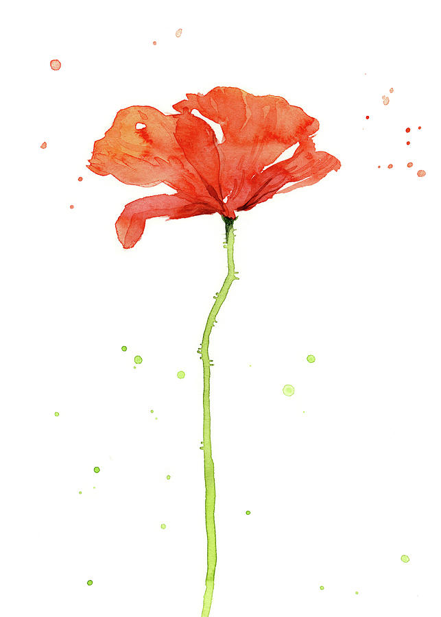Poppy Painting - Red Poppy Watercolor by Olga Shvartsur