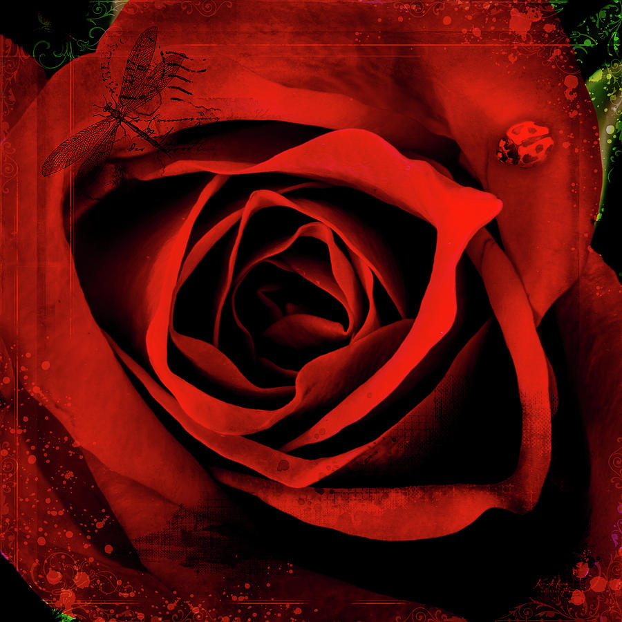 Red, Red Rose #1 Photograph by Keith Hawley
