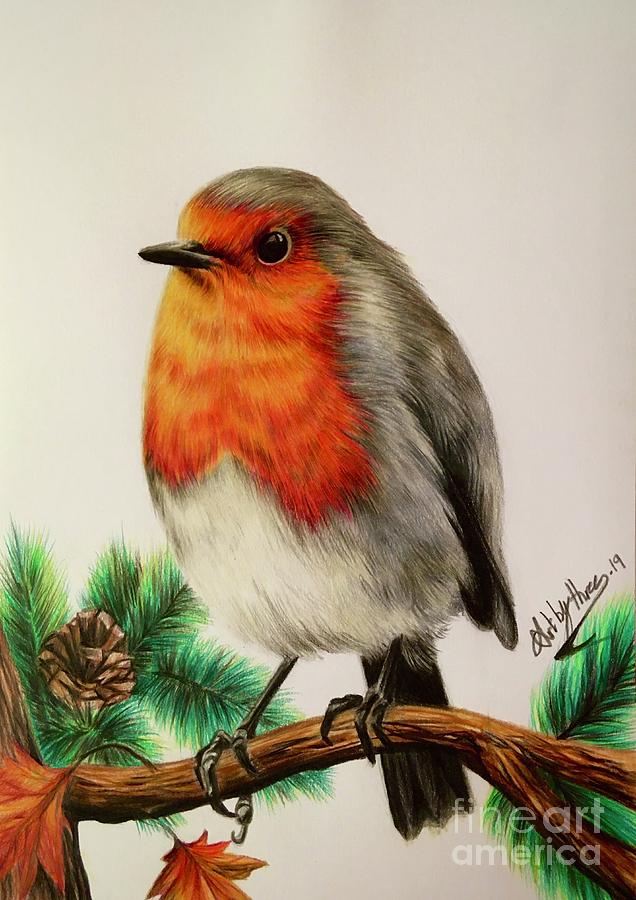 Red Robin Drawing by Art By Three Sarah Rebekah Rachel White Pixels