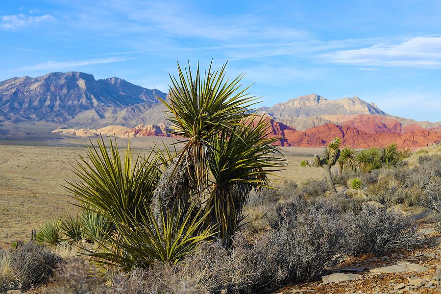 Red Rock Canyon National Conservation Area #1 Photograph by Maria Jansson