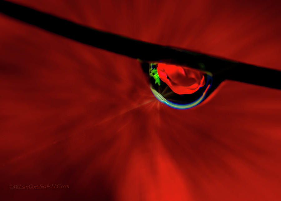 Red Rose in Dew Drop #1 Photograph by LeeAnn McLaneGoetz McLaneGoetzStudioLLCcom