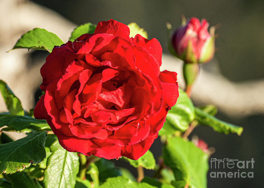 Flowers Still Life Photograph - Red Rose #1 by Steven Natanson