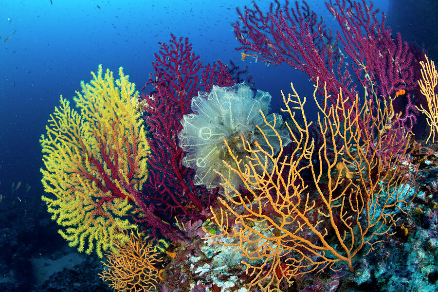 Red Sea Fan With Gorgonian Corals And Light-bulb Sea Squirt #1 ...