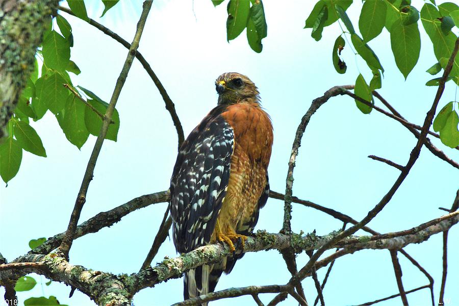 Red Shouldered Hawk 3 Photograph by Lisa Wooten