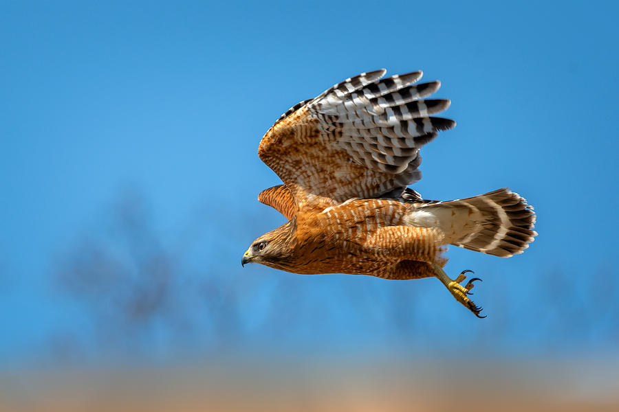 Bird Photograph - Red Shouldered Hawk #1 by Jian Xu