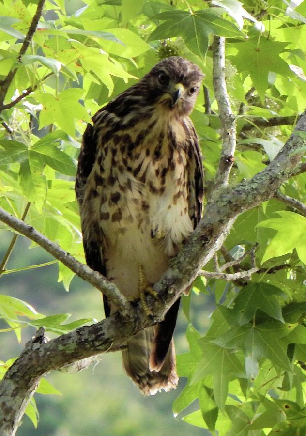 Red Shouldered Hawk #2 Photograph by Karen Stansberry