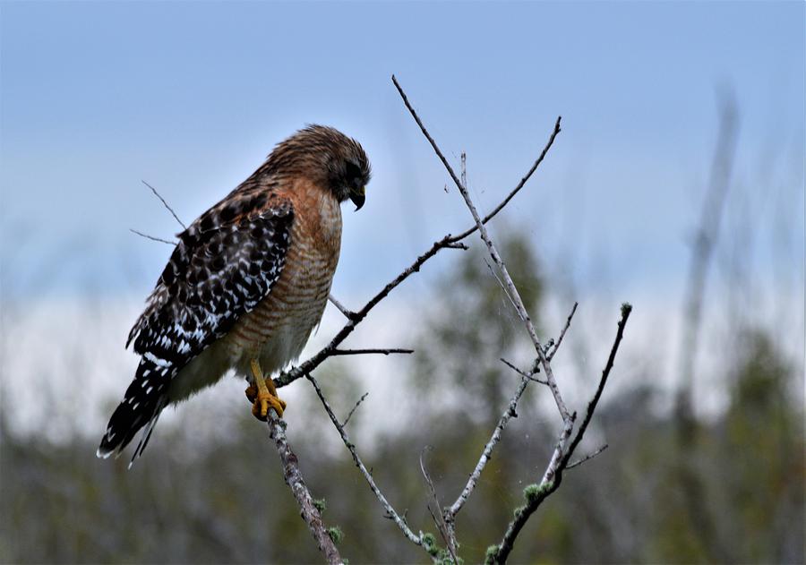 Red-Shouldered Hawk #1 Photograph by Warren Thompson