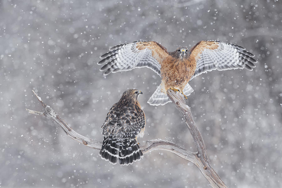Red-shouldered Hawks #1 Photograph by James Zipp