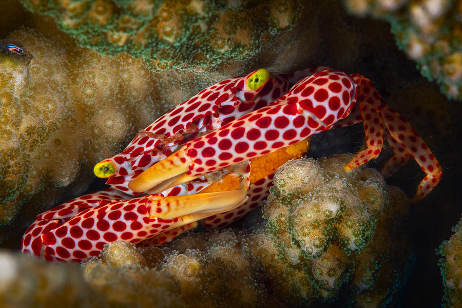 Red Spotted Guard Crab #1 Photograph by Barathieu Gabriel
