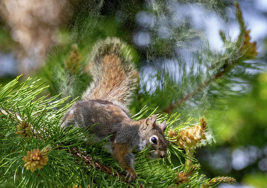 Red Squirrel by Michael Chatt Red Squirrel by Michael Chatt