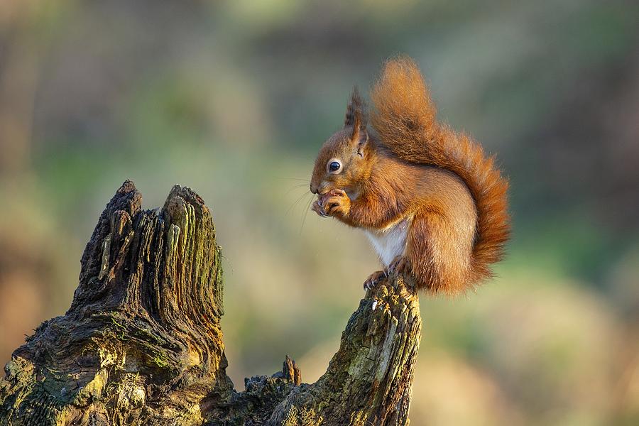 Squirrel Photograph - Red Squirrel #1 by Ray Cooper