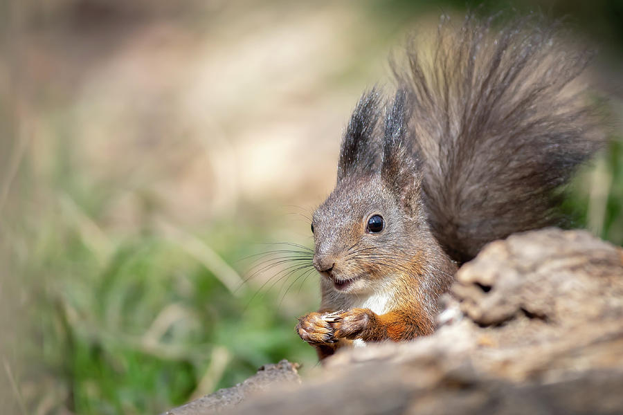 Red Squirrel - Sciurus vulgaris #5 Photograph by Jivko Nakev