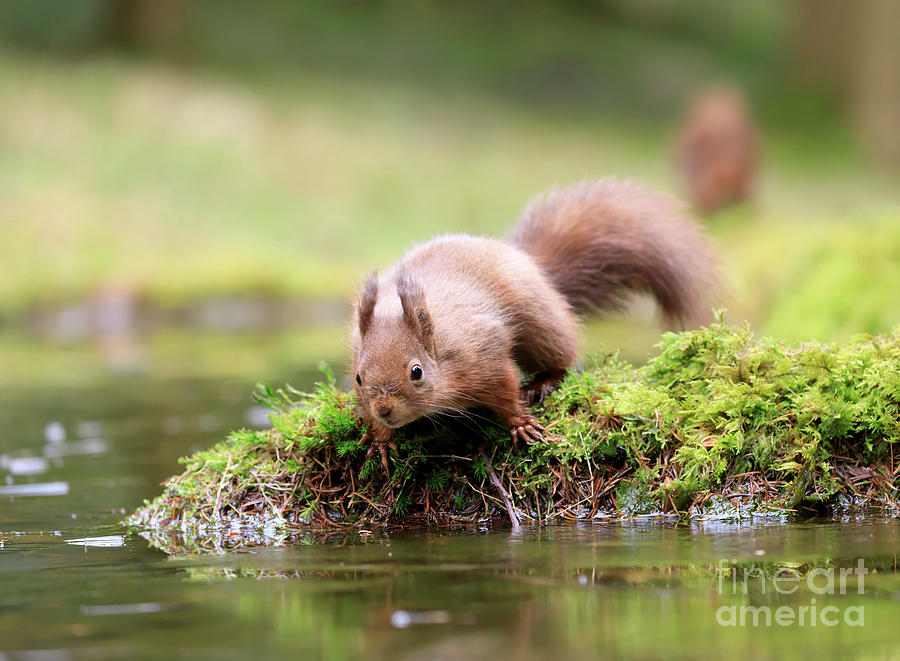 Red squirrel Sciurus vulgaris #1 Photograph by Louise Heusinkveld