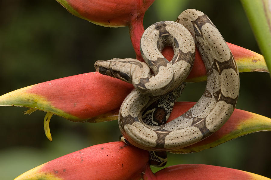 Red-tailed Boa Boa Constrictor #1 Photograph by Michael Lustbader